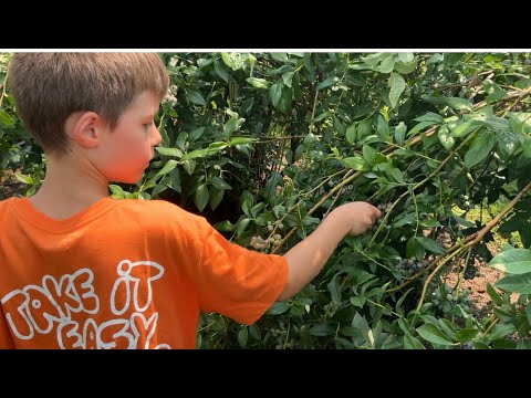 Episode 1 - Blueberry Picking