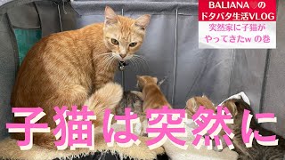 【子猫 海外暮らし VLOG】子猫は突然にw BALIANA VLOG番外編 #海外移住 #Bali #VLOG #子猫 #猫 #ペット #ねこのいる生活 #猫動画 #猫のいる暮らし