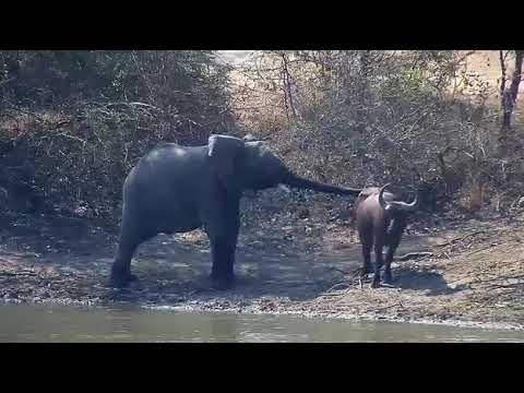 Djuma: Lone Buffalo with Elephants-Pt:3(Teens pushing him away from herd) - 08/26/20