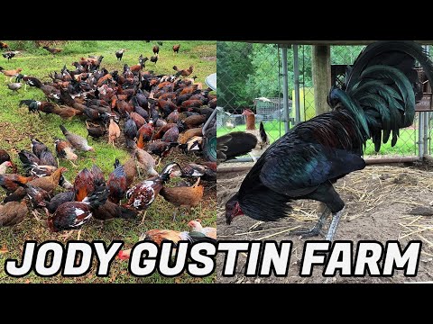 Nice Birds Jody Gustin Farm | Big Farm in USA