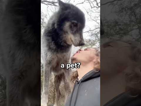 Can You Have a Wolf as A Pet? 😳