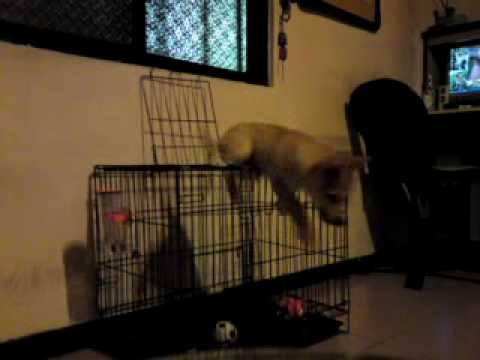 皮蛋之狗籠逃脫術(原發表者:皮蛋哥)(影片)