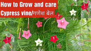 How to Grow and care cypress vine/Ganesh Bel/star glory/hummingbird vine, गणेश बेल की देखभाल 🌿