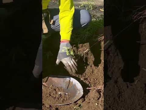 園芸 塊茎キンレンカ