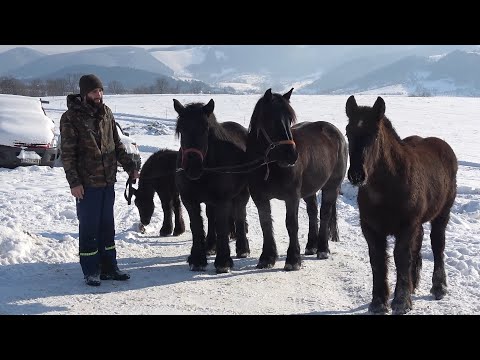 Caii lui Andrei de la Bratca, Bihor - 2026 Nou!!!
