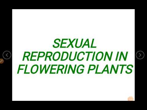 Chapter 2 -Sexual reproduction in flowering plants