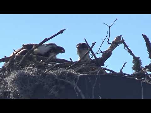 Osprey, Bird of Prey Adult Feeds Baby in Nest Florida Jax & Jill's Nest