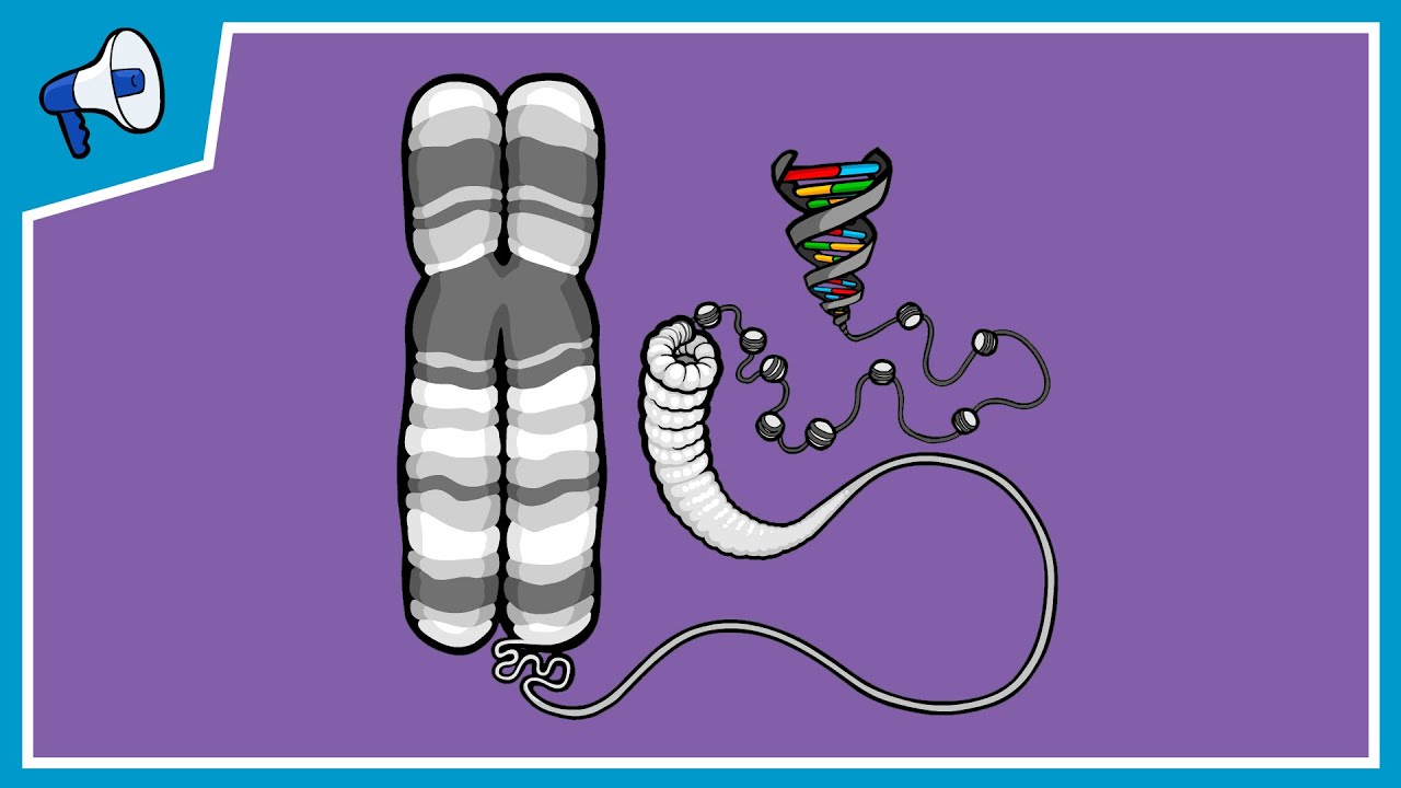 What is a Chromosome?