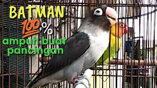 Download lagu LOVEBIRD BATMAN NGEKEK & NGETIK PANJANG AMPUH MANCING LOVEBIRD LAIN | Masteran & Pancingan mp3