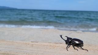 カブトムシと海を見に行く。
