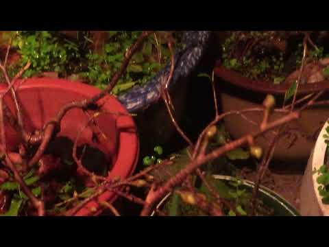 Mai vàng bon sai miền bắc,tối 21,tháng11