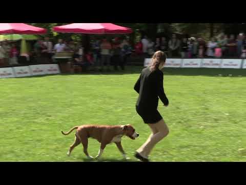 MEDZINÁRODNÁ VÝSTAVA PSOV 6.5.2017 Lučenec