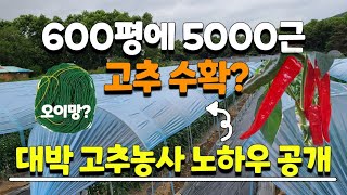 고추 이렇게 다수확 하는건 처음봅니다 비법 노하우 모두 공개, 600평에서 5000근 수확하는 고추농부 고추…