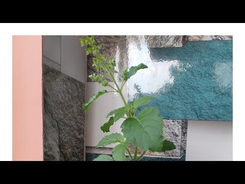 Tulsi plant🌱