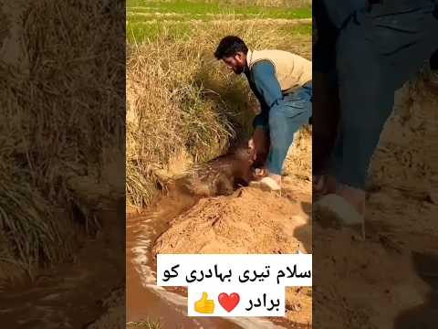 seh ka shikar | Catching the porcupine by man | Pakistan aik Bahadur Qoam | Amazing