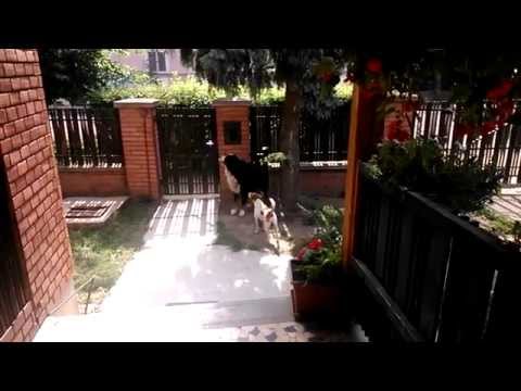 Megérkezett a tollfelvásárló!