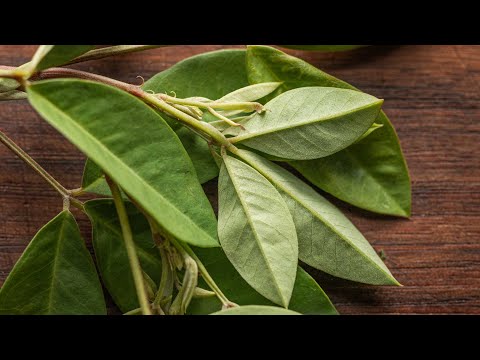 Chipilín: South America's Famous Herb for Tamales