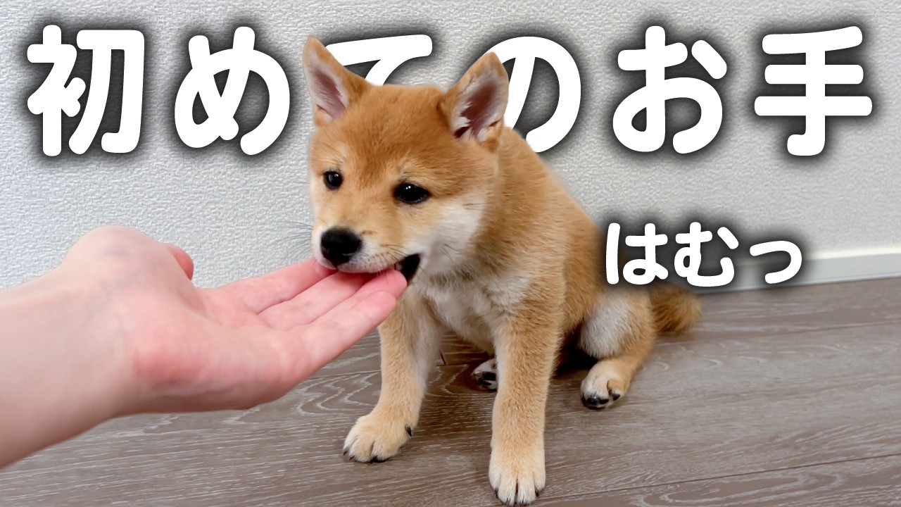 お手を完全マスターした生後60日の柴犬