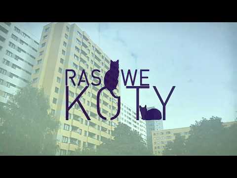 Djobelny X Slązak Bloki ALBUM RASOWE KOTY