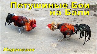 Упоминание о петушиных боях - впервые было задокументировано летописцем Магеллана во время путешествия и открытия Филиппин в 1521 году. Петушиные битвы является древним видом спорта. Этот вид спорта был популярен в древней Индии, Китае,