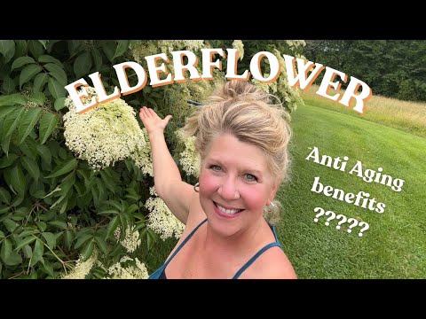 How to Make Anti aging Elderflower Oil and Elderflower Honey
