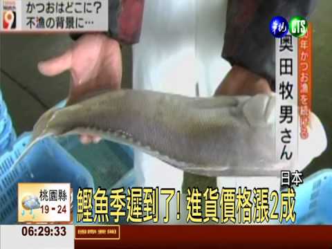 鰹魚季遲到了! 日捕獲量剩1/7