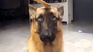Les bergers allemands et les chiens sont des animaux de compagnie qui ne se ressemblent pas, mais qui sont tout aussi drôles.