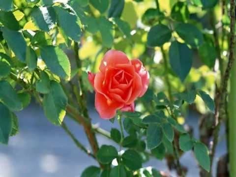 Sveiciens jubilārei no Gundegas