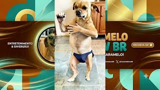 Segundou meus Amores 🕺🕺😹