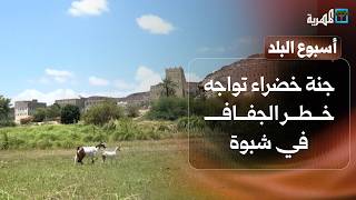 جنة خضراء تواجه خطر الجفاف بشبوة وشاب يحول الخشب إلى مجسمات فنية | أسبوع البلد