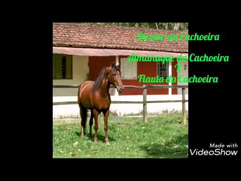 Diretor da Cachoeira