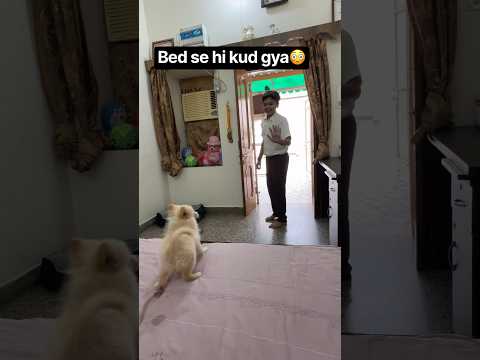 #ohhh#first time bed se jump kar gya #brujo#subscribemychannel #@c@crazyvinni1688