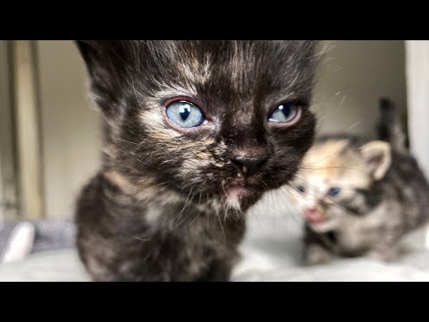 My Kitten Is Blind?