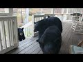 A Quick Drop In By Four Black Bears On My Porch