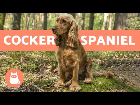 Vídeo YouTube