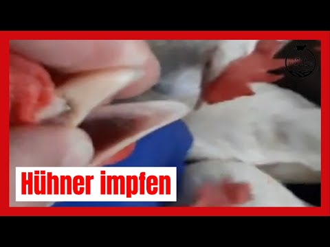 Hühner Impfen | Legehenne | Farmfluencer