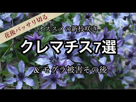 クレマチス、クレマチス 植物