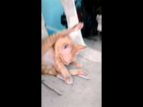 Cat in Work by Rihanna