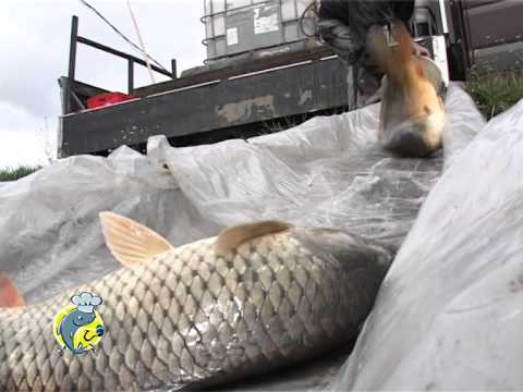 Populare cu Crap Romanesc 16.04.2014 @ Hanul Pescarilor Sancraiu de Mures