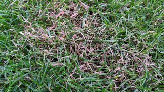 Red Thread - Most Common Turf Disease in the World