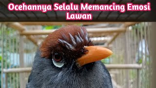 Download lagu Panggilan Si Jantan mp3 Download lagu Panggilan Si Jantan mp3