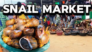 Biggest Snail Market In Delta 🇳🇬Where Millions Of Snails Are Sold At Better Prices