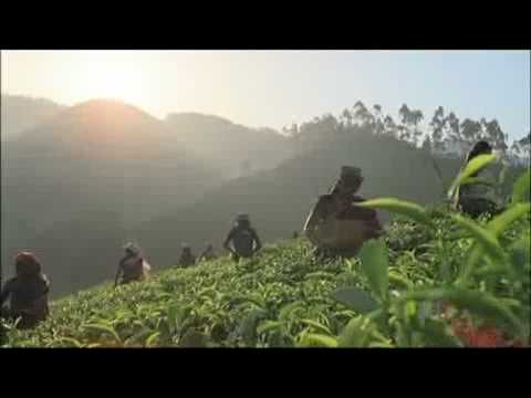 typhoo smaczn i mocna anglieska herbata