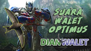 Download lagu Suara Panggil Walet Dahsyat SP OPTIMUS Dian Walet mp3 Download lagu Suara Panggil Walet Dahsyat SP OPTIMUS Dian Walet mp3