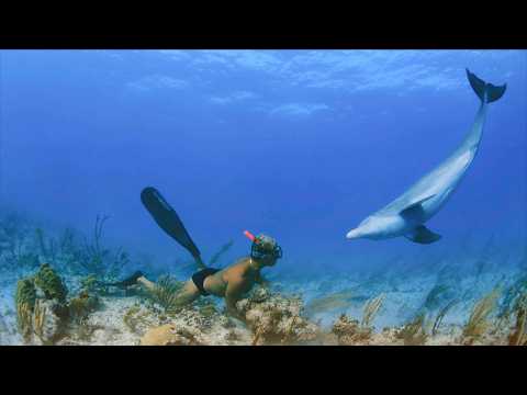 Pierce Brosnan Narrates a Journey Through the Kingdom of DOLPHINS