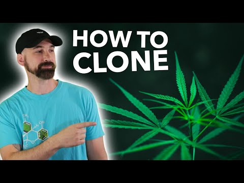Watch Me Cut Cannabis Clones! | Step-by-Step Demo