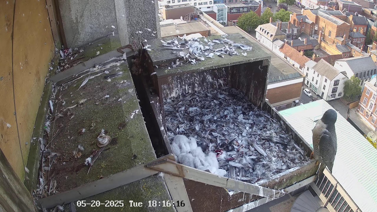 Buckinghamshire Council - Peregrines Camera 1