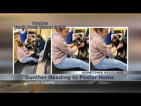 Gunther - chocolate lab that was malnourished - headed to foster home Wednesday night