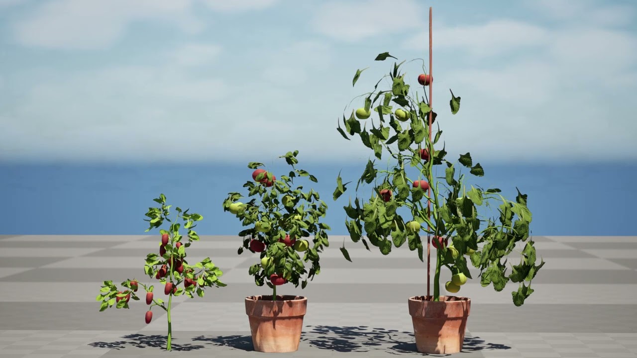 Pianta Di Pomodoro Modello 3D