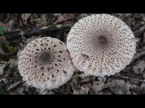 Pilze  sammeln, Parasolpilze  und die Zubereitung  zum Parasolpilzschnitzel im September 2022